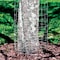 Garden Zone Garden Craft 40 in. H X 50 ft. L Galvanized Steel Welded Wire Fence 344050 - alternate 5